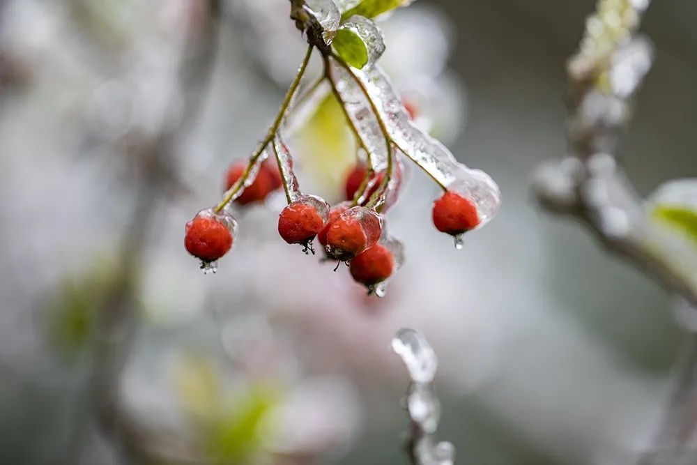 贵州多地迎来新年降雪！雪景太美了！