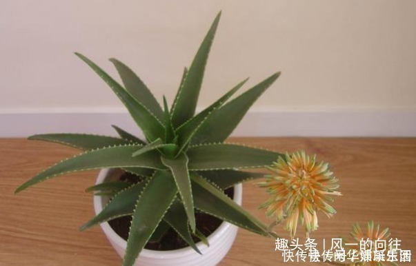 仙人球|卧室里植物别乱养,这3种在夜晚能够释放氧气,真是睡觉必备