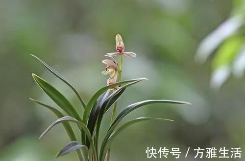 长寿|花盆太深真要命,长寿君子兰养1盆死1盆,赶紧换!