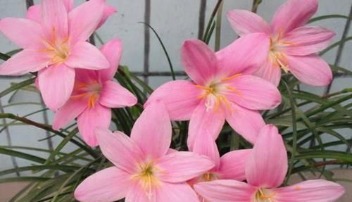 这些花卉比绿萝好看太多了,而且好养活爆盆快,后悔现在才看到!