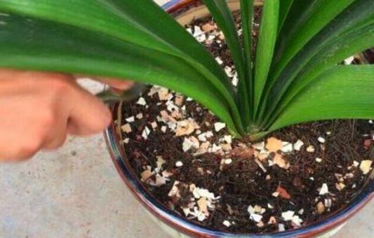 君子兰|人见人烦的“东西”，却是养花“宝贝”，养啥旺啥，土壤肥沃疏松