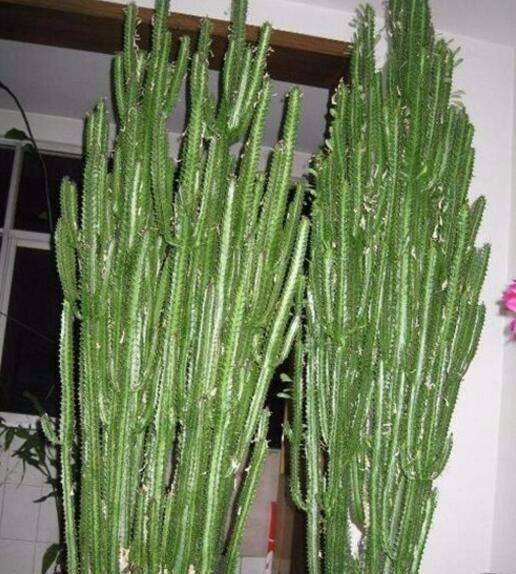 婆婆|婆婆养了10年的龙骨,长得直戳屋顶,想搬出去都难,真是厉害了