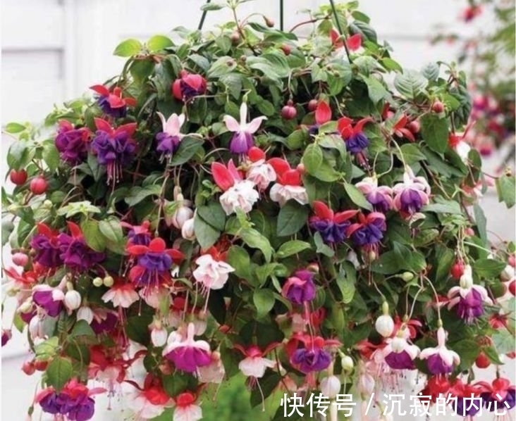 4种花养家里，福旺运旺财更旺，家里财运亨通，旺运一整年