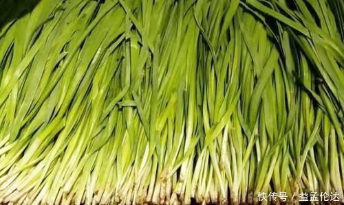 头茬|买韭菜,白根和紫根韭菜有啥区别?看完才知道差别,以后别瞎买了