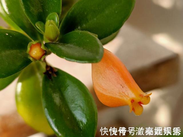 养护|4种花现在要搬进屋,要是再晒下去,就要晒成“枯草”