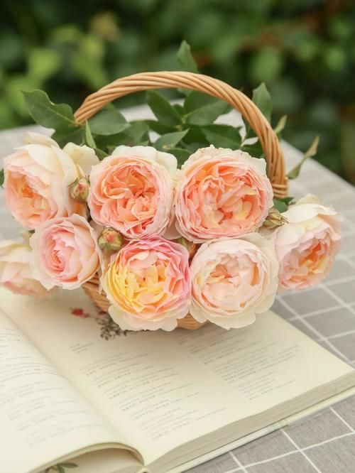 超全面园艺干货盘点丨浇水、施肥、爆花全都有，还怕养不好花吗？