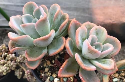4月末，养殖多肉莫错过最后的换盆时机，操作得当1周就服盆