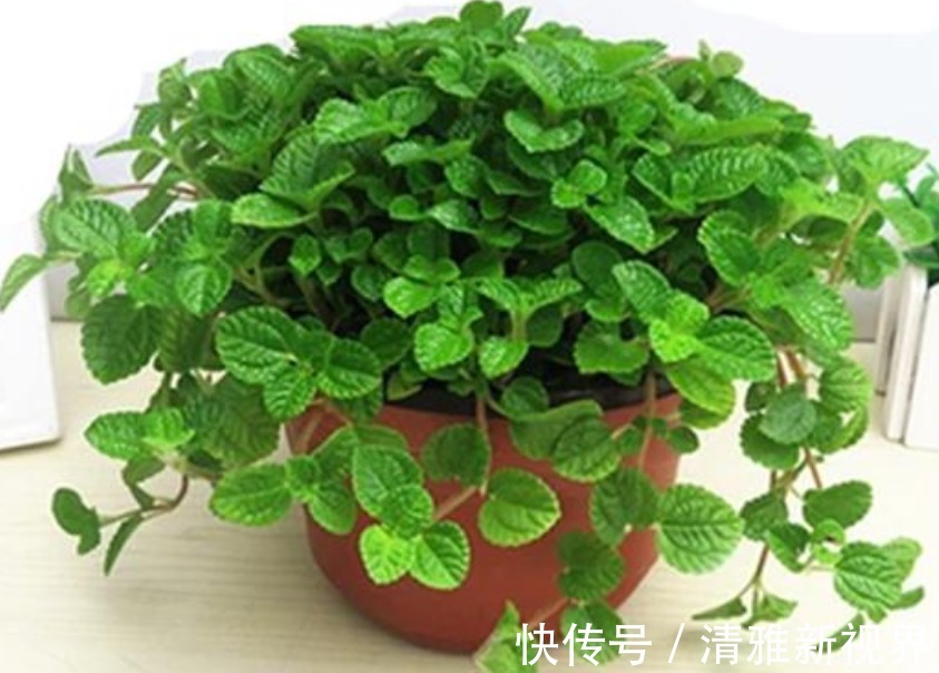 甲醛|4种“吸毒花”,被称作“天然空气净化器”,家里空气好,长得旺