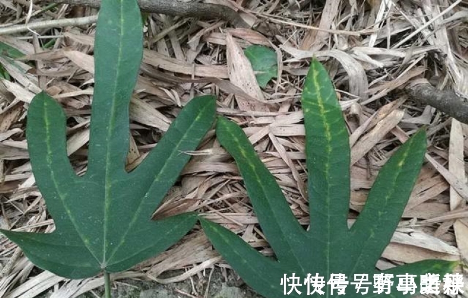 五爪龙|深山里的“五爪龙”，山里人常吃美味，是女性产后疗养的佳品