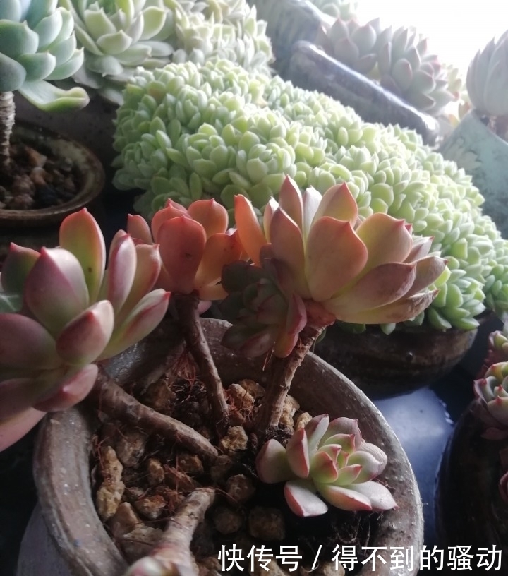 养多肉的心情说不清,都在照片里了