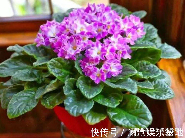 漂亮|几种花好养又漂亮,花朵大花期长,漂亮还能净化空气,高端上档次