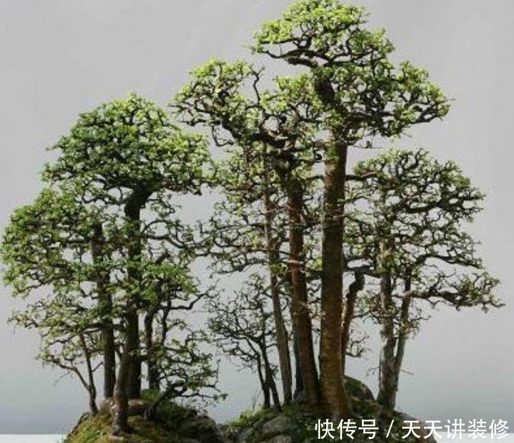 常见的几种树木,成活率高,树姿苍劲优美,适合做成盆景