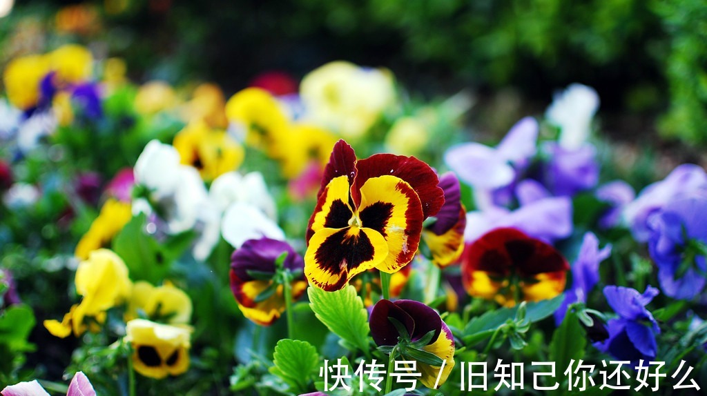 三色堇|此花是一种代表了美丽的花,也是对严防的思念,就像是猫脸一样