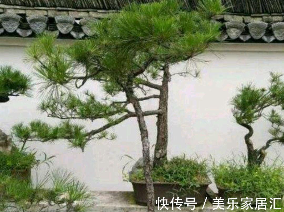 养好山松盆景先养根,怎样才能养好山松根