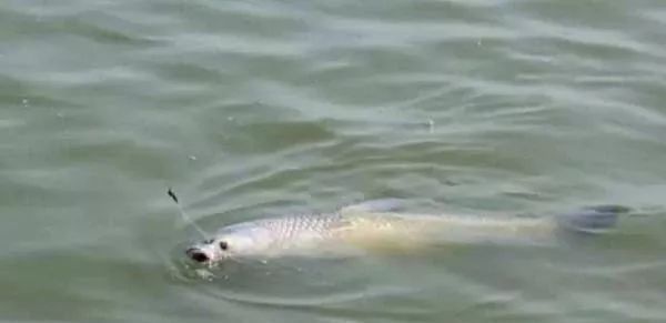 野钓|野钓必杀饵料,通杀青草鲤,大鱼一条接一条,拉杆到手臂疼