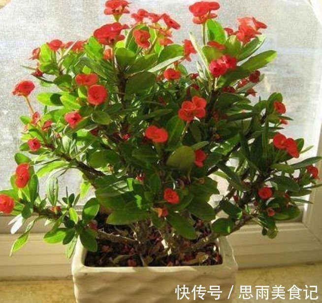 花卉|客厅养上4种花，家里财运亨通，寓意好，招财进宝，财气旺旺来！