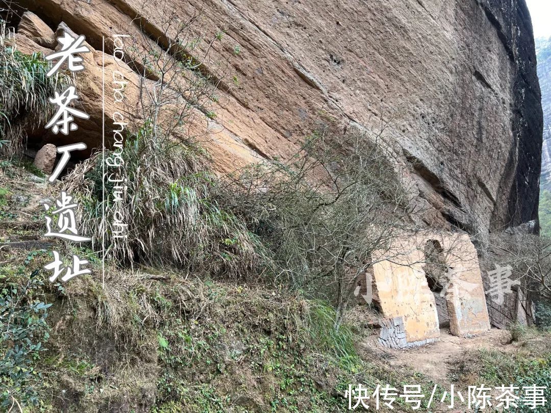 茶树|雨雪天气来袭，今年太姥山的白茶，武夷山的岩茶、红茶还好吗？