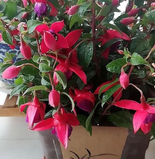 立夏以后，4种花再喜欢也别入手，难度夏，养了浪费金钱和精力