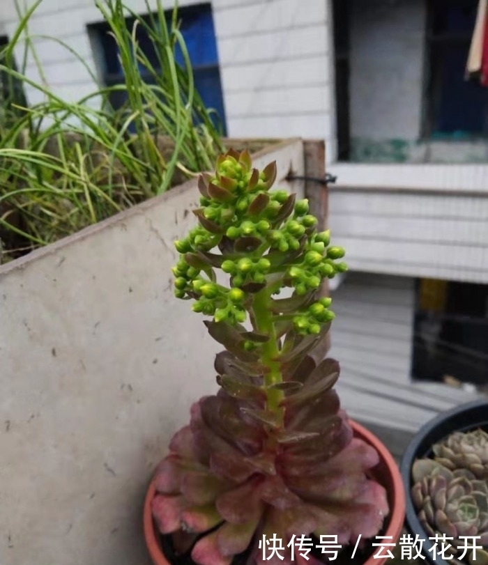 免费的多肉,总是活得特别好