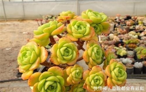 3种多肉植物,冬天冻一冻更漂亮,香味浓郁,养成小老桩!