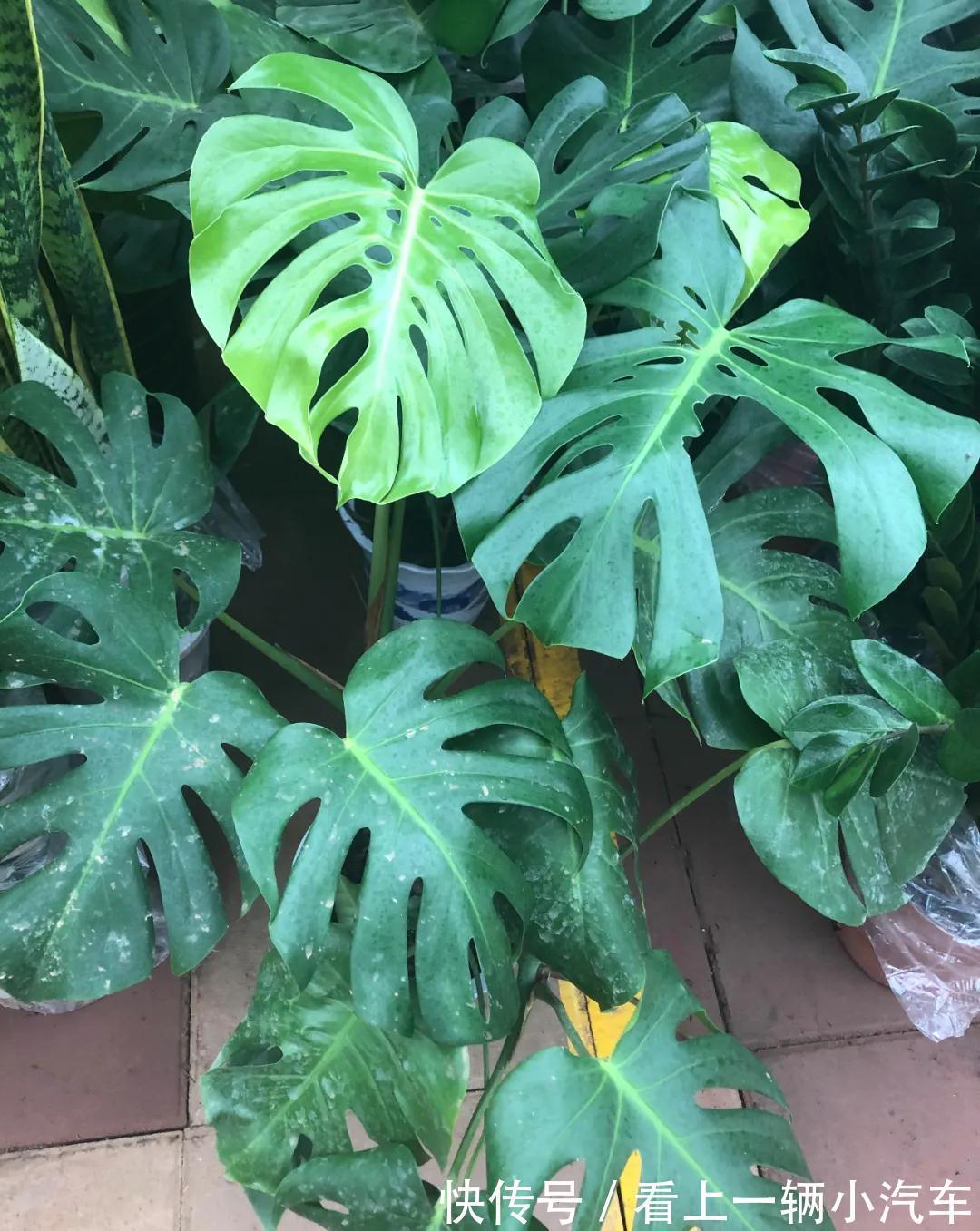 养花不会施肥，花又小又弱，17种花卉的施肥方法，赶紧收藏