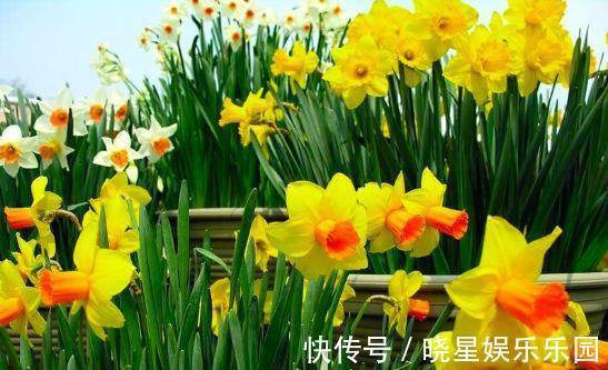 家庭养花要谨记,4类绿植不能乱养,是大忌!