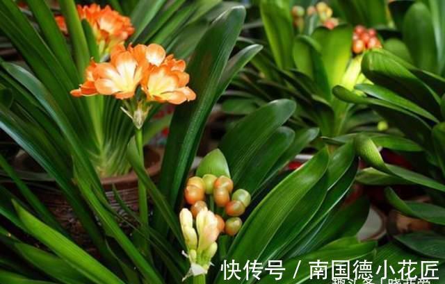 叶片|8月养君子兰“3不急”,注意“2点”,叶片油绿开花艳