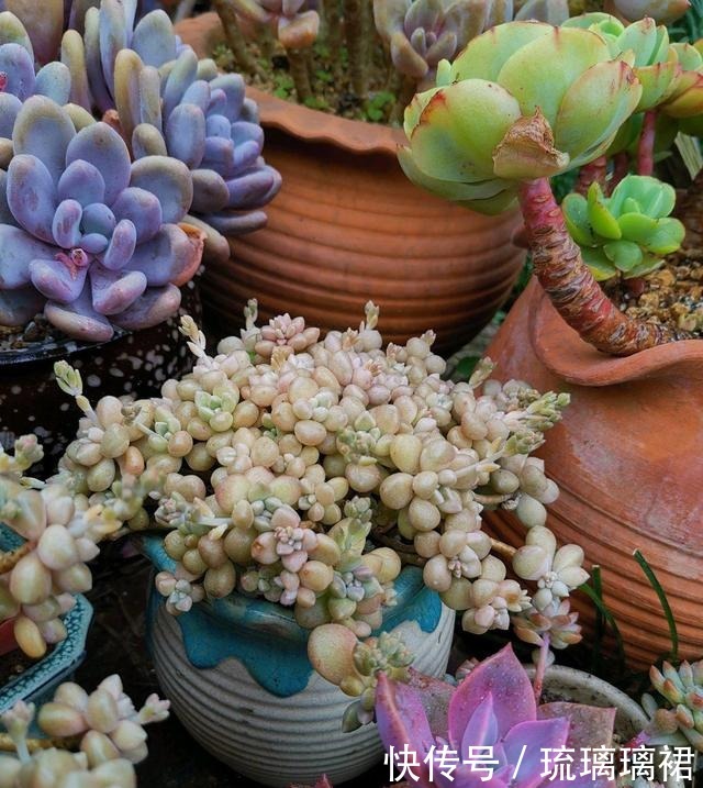 养多肉,就是要“贱”养,长得不会差,状态非常好,颜色鲜美!