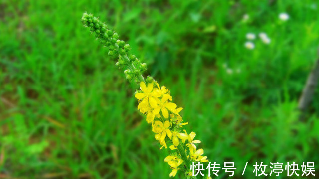 美味野菜|多吃以下的几道美味野菜，清热解毒，营养成分高，家人都爱吃