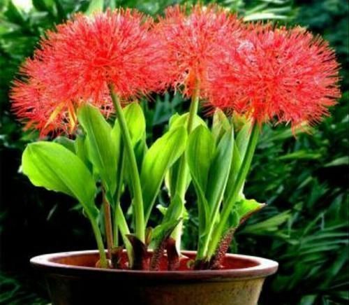 洋绣球|养花有讲究,有几种种花,不能在室内养,会影响健康