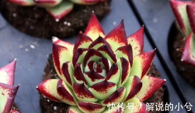 谁说养多肉必须买土,3种免费土搭配方案,不花钱也能养好多肉