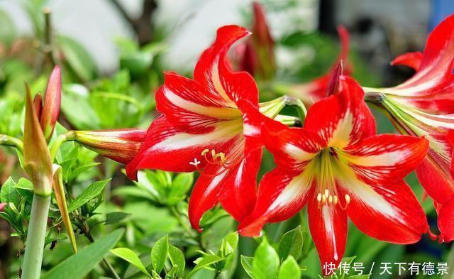 对红冬天养护很简单,掌握好方法,花朵鲜艳又多姿,很漂亮