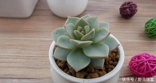 白牡丹|5款多肉普货,在家里养上几盆,好养又省心还有观赏性