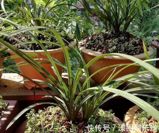 植料|秋天养兰花，浇水“难度大”，掌握小技巧，秒变兰花达人