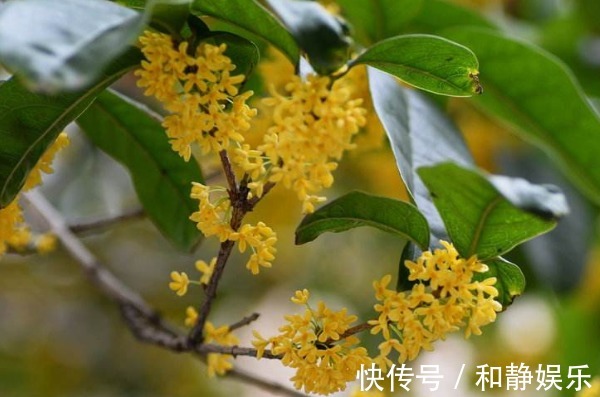 桂花|想要桂花开花更多，香味浓，以下3个方面多注意，四季开花更美丽