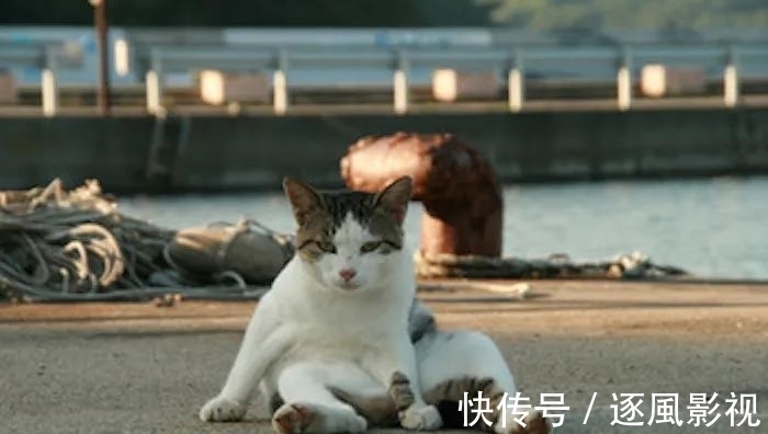 喵星人|日本怎么那么多撸猫圣地啊!