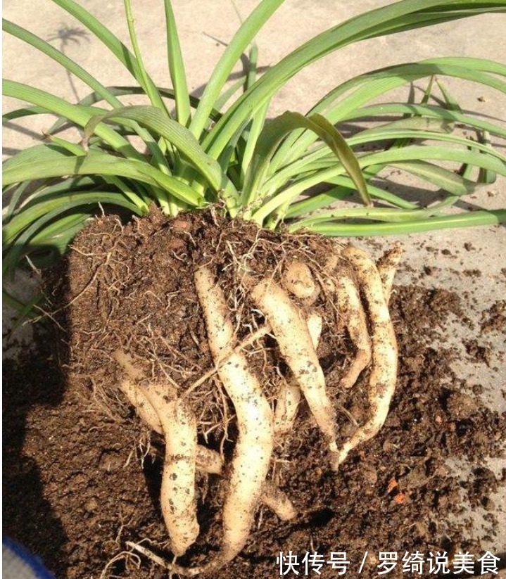 吊兰干尖、长得慢从现在起,1月喂点“黑豆豆”,猛长不停!