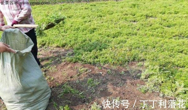 佛甲草|佛甲草能长多长!