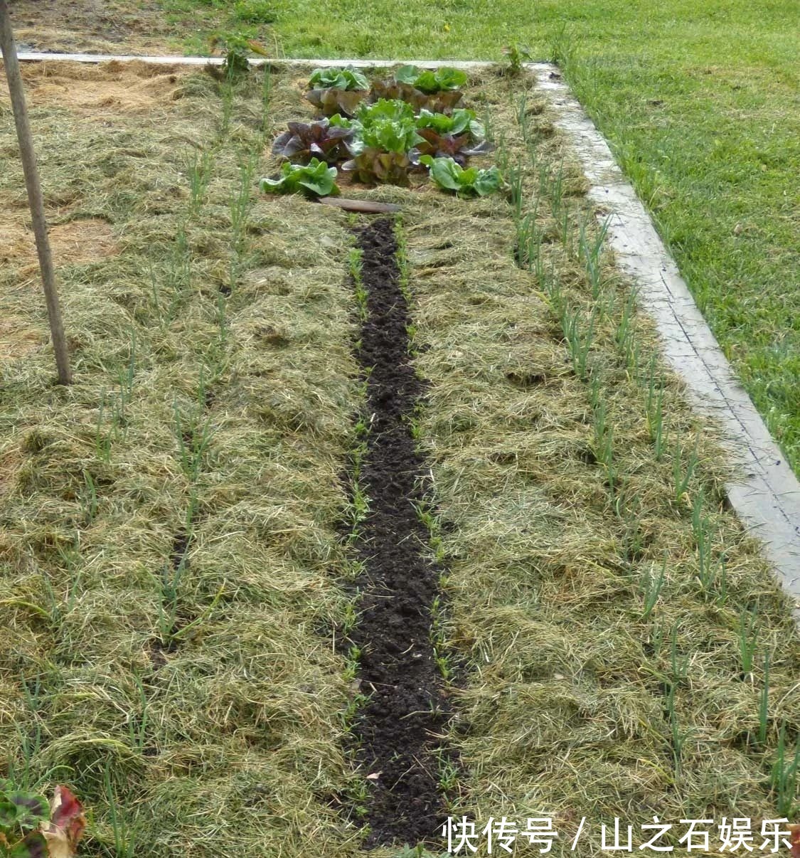 鸡蛋壳|在家里养花时,肥皂水、鸡蛋壳或煮菜的水别丢,是可以用来养花的