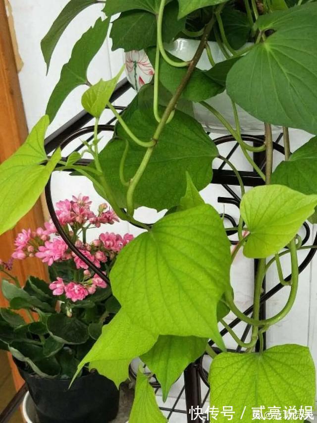 玉米粒|2个月没在家,厨房的菜变成小森林,再也不用买花了!水培蔬菜盆