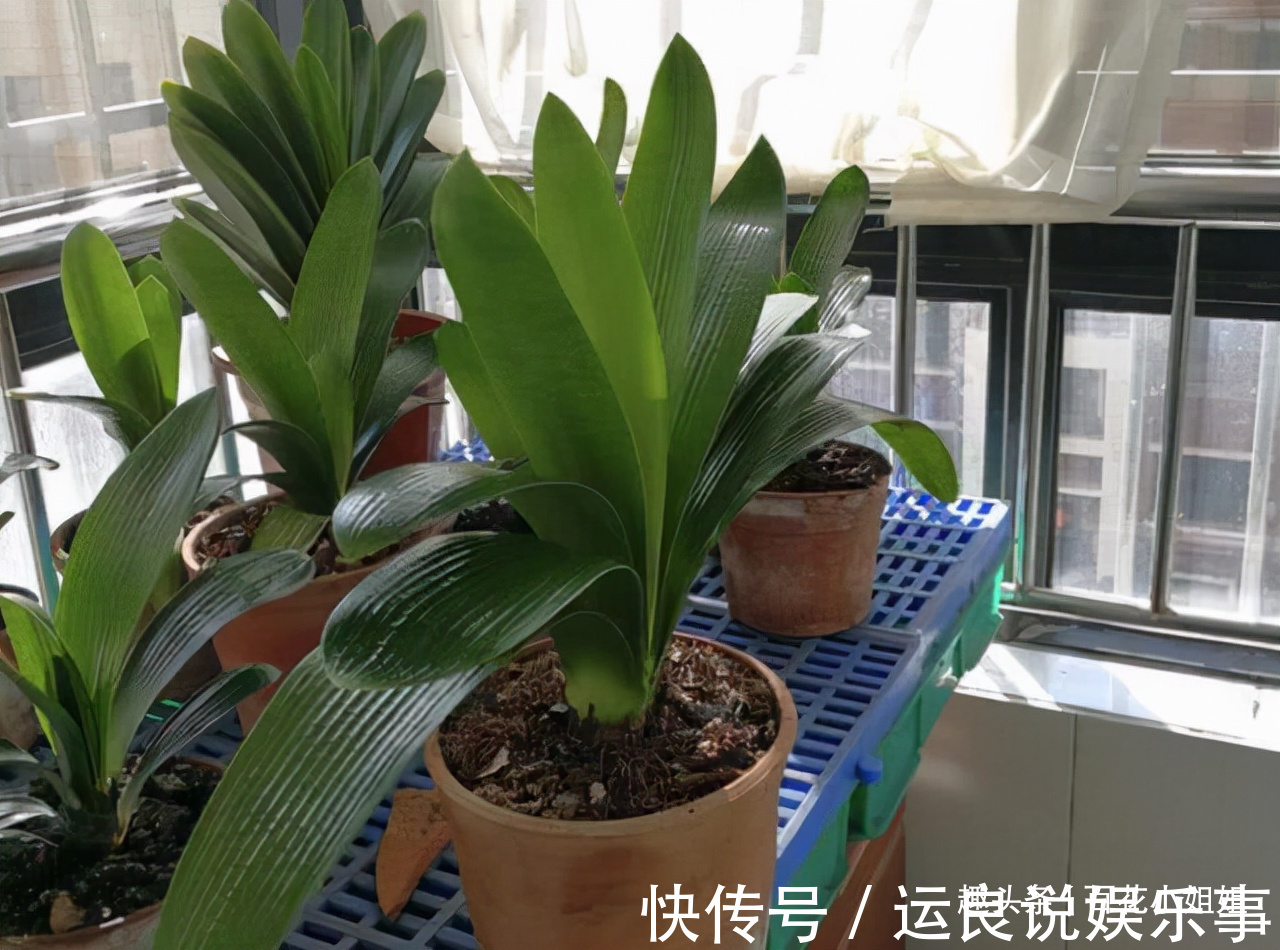 5种花,懂花的人不在家里养,会被嘲笑“没品位”