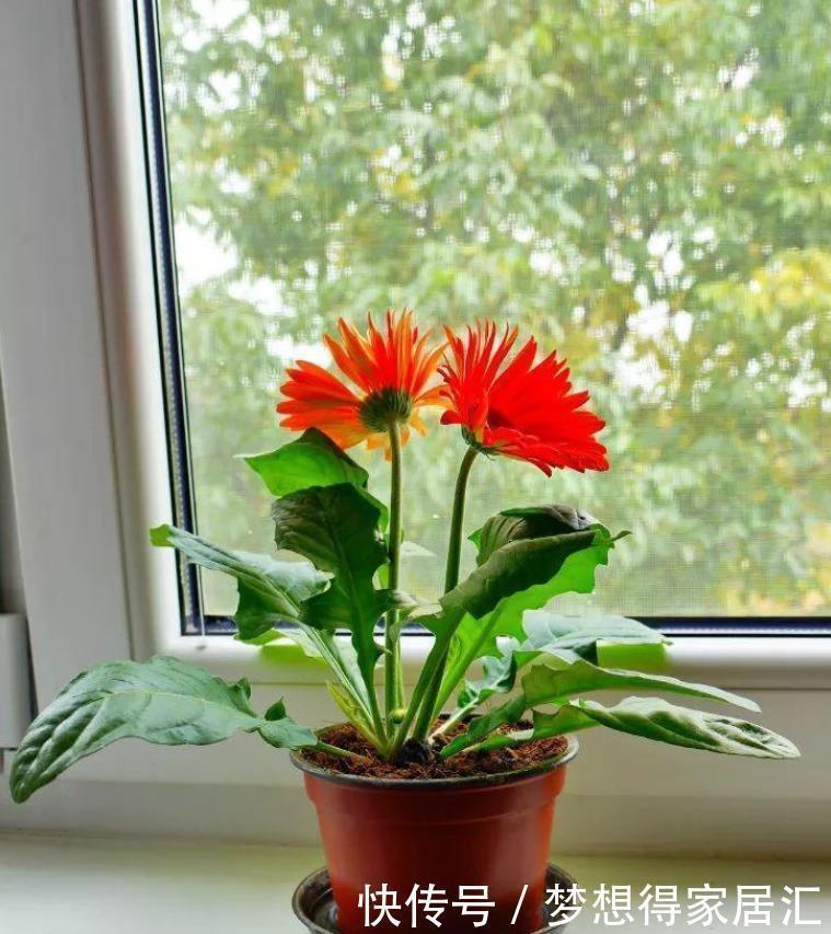 非洲菊|十种容易生长、净化室内空气效果很棒的盆栽绿植,对健康有好处