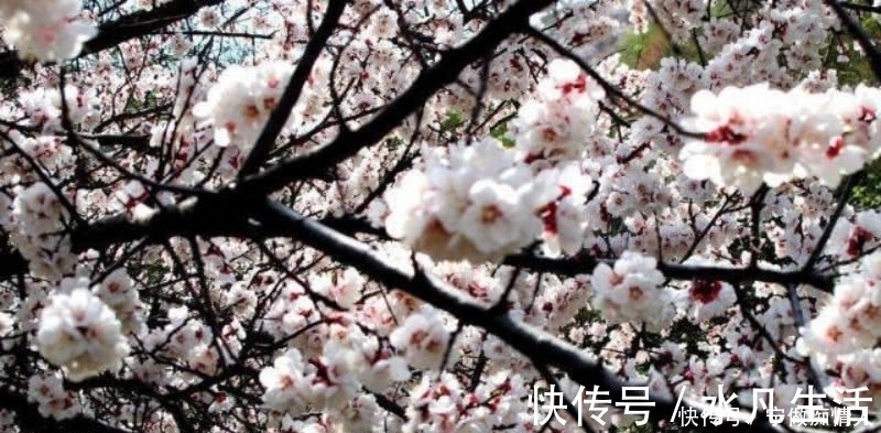 传统节日|韩翃最经典一首诗，整首诗意境优美，同时还充满了深刻的讽刺意味