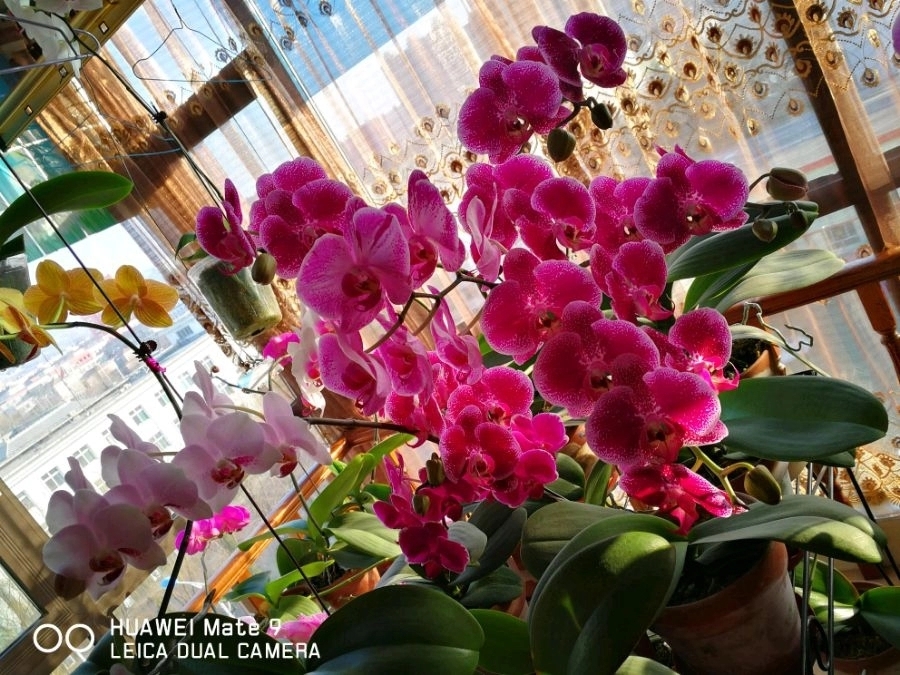 看吧|蝴蝶兰的叶片被谁啃了熟悉的“小偷”在作怪,来看看吧