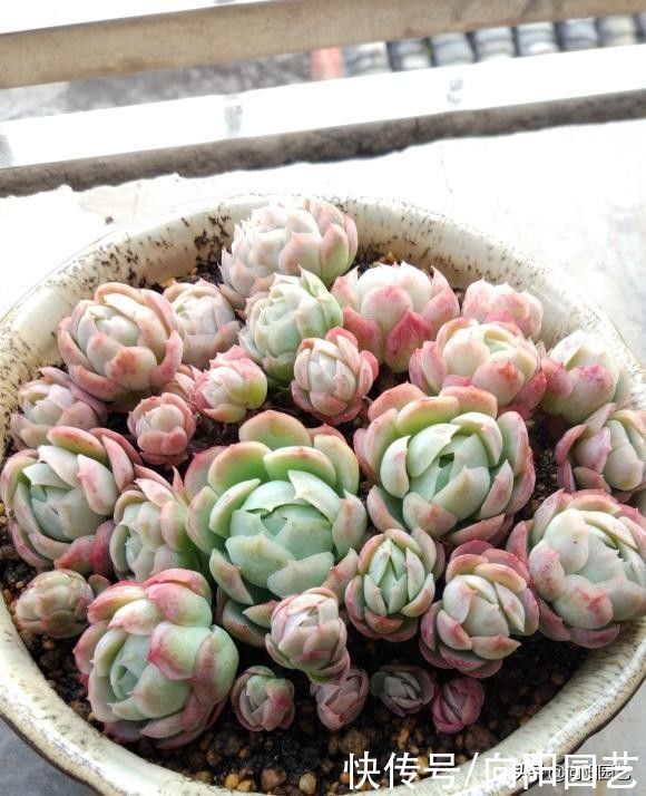 浇水|养多肉，说白了就是考验浇水，浇水“功夫好”，多肉养不死