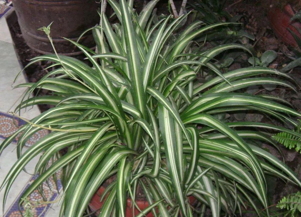 到了深秋，拿这3样“废物制肥”，养花效果显著，还不用花钱