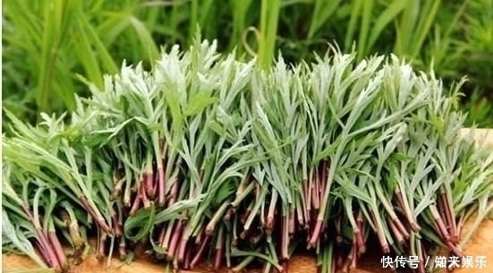 野菜|五月宁可不吃肉,也要给孩子吃这种野菜,钙含量是牛奶的好几倍