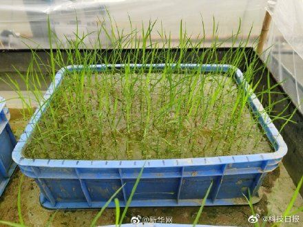 “天稻”酬勤登月航二代种子成功育苗