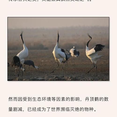 谁说东方美人不在眼睛上做文章