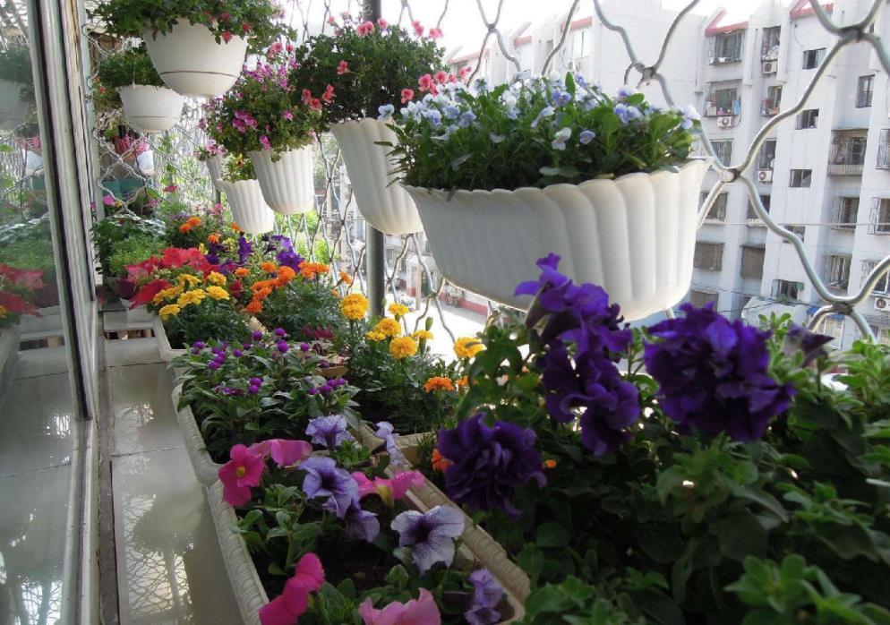 花根|又脏又讨人嫌的它,催花效果比磷酸二氢钾好